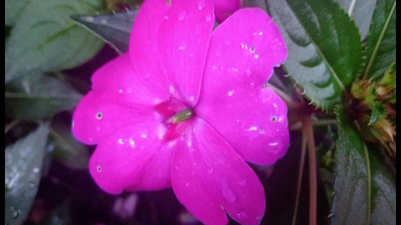 03.133.son-fon-and-peck-in-the-lips