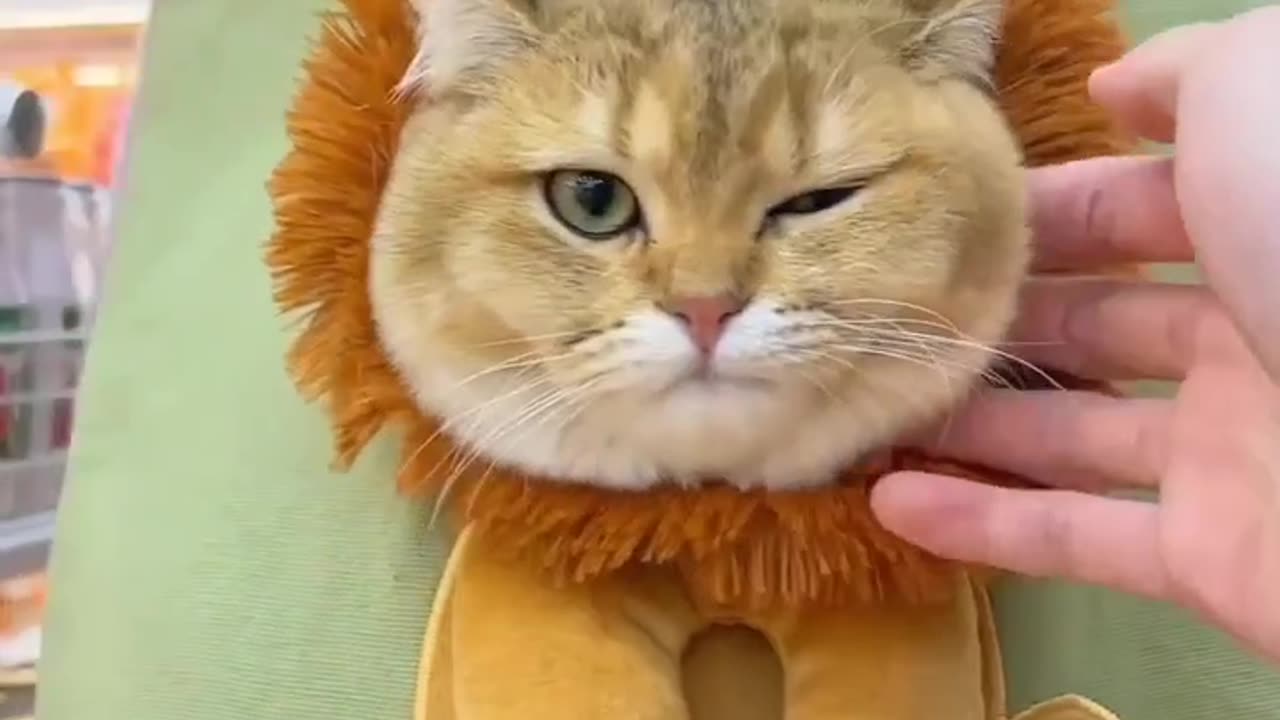 The Bag Hunter: Cat’s Lion-Like Moment 🦁🐾