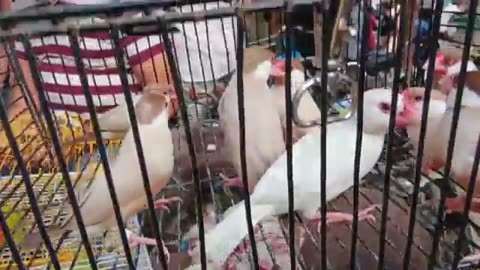 Birds market karachi 5/10/2025