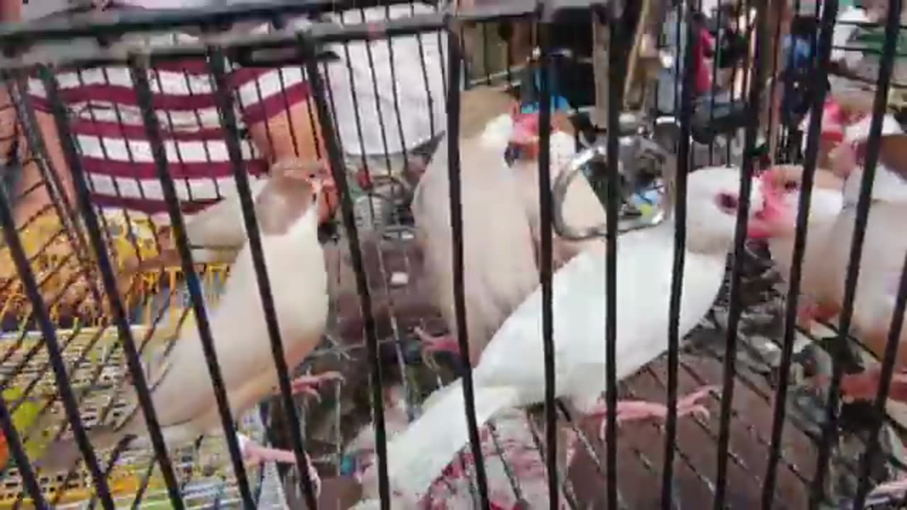 Birds market karachi 5/10/2025