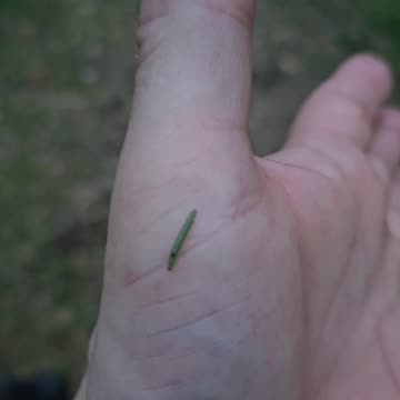 Brudnica Mniszka (Lymantria monacha) [Rumble Short]