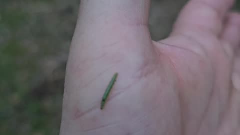 Brudnica Mniszka (Lymantria monacha) [Rumble Short]