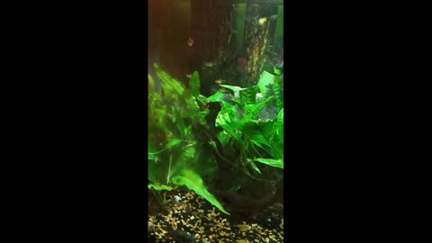 TNFISHKEEPER.COM™ 🐠 THE BLUES NIGHT FISHCAM #FISHCAM