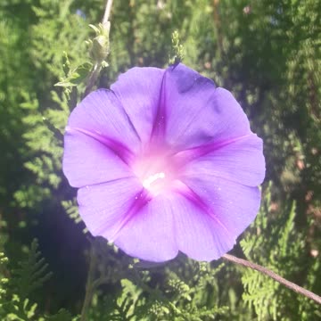 Morning Glory and the wind