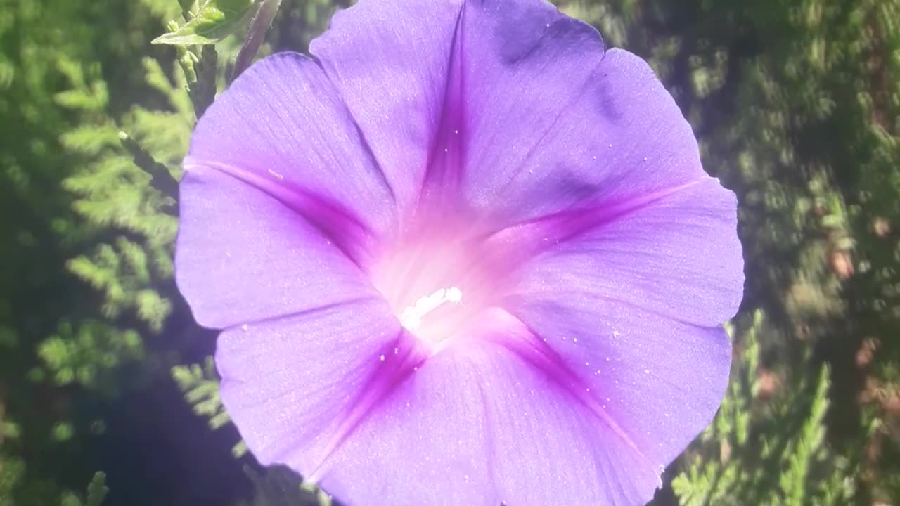 Morning Glory and the wind