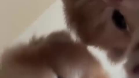 😲🐈 Kittens Are Tech Savvy Now! | FunFM