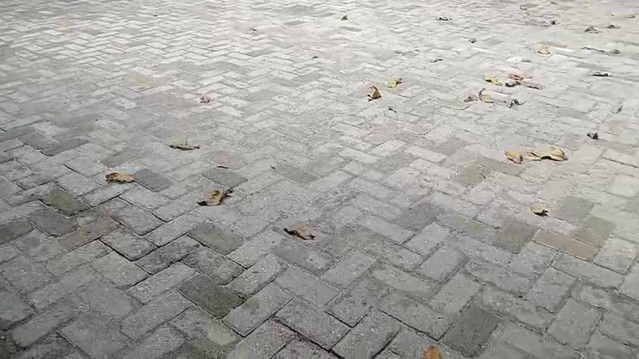 DIY Paving Block Project – Beautiful Home Yard Makeover!