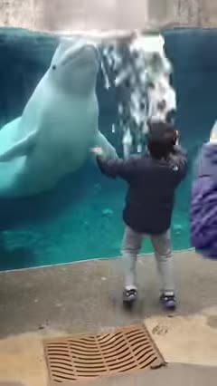 Funny Animals Shorts