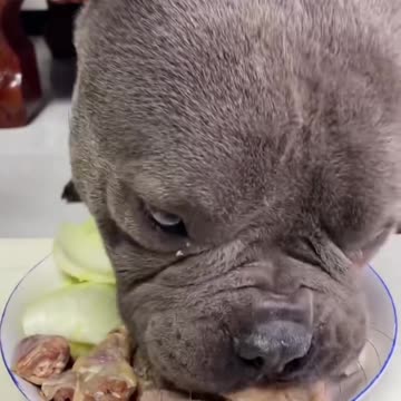 How to Make Your Dog Love Mealtime? These Tips You Need to Know