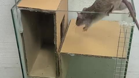 Сaer en la trampa