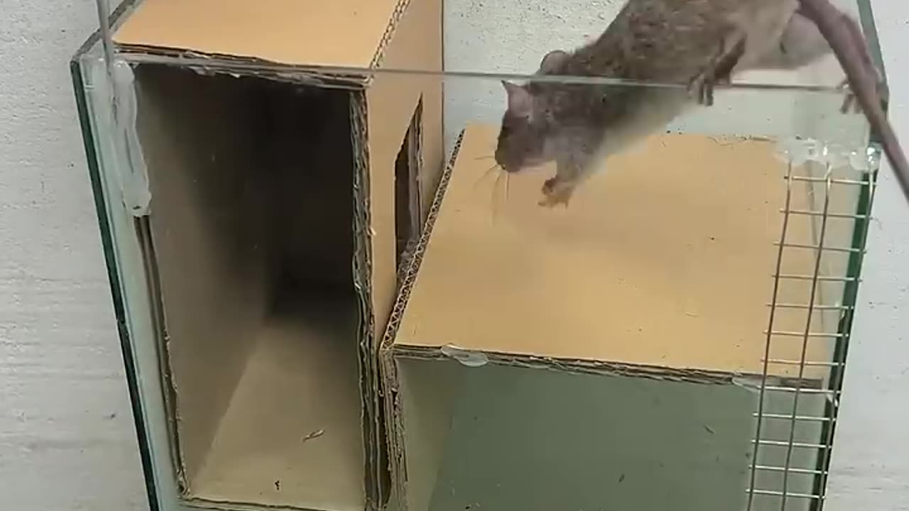 Сaer en la trampa