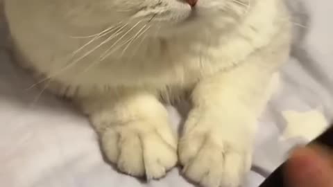 Kitten cute video