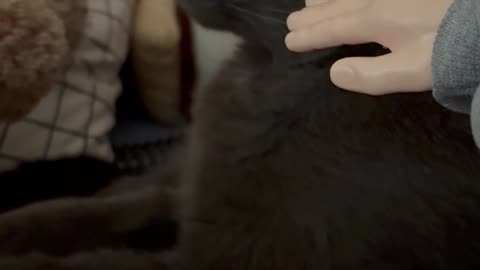 Wednesday Whiskers with SPH featuring a Kevin and Tony. #funny #cats