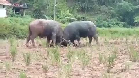 Carabao Fighting