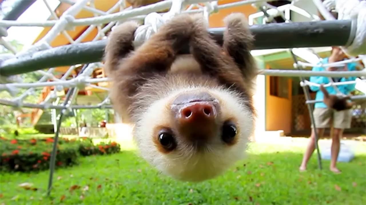utest and Funniest Animals in the World 2025 🤣🐶 Ultimate Funny Animal Compilation!