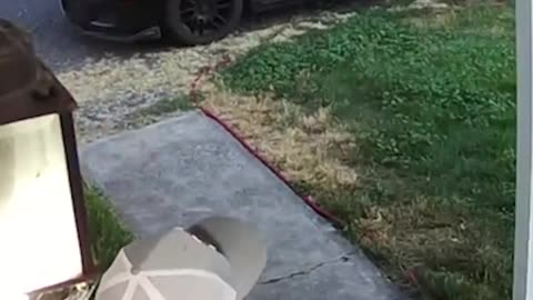 you'll never guess what flees the scene