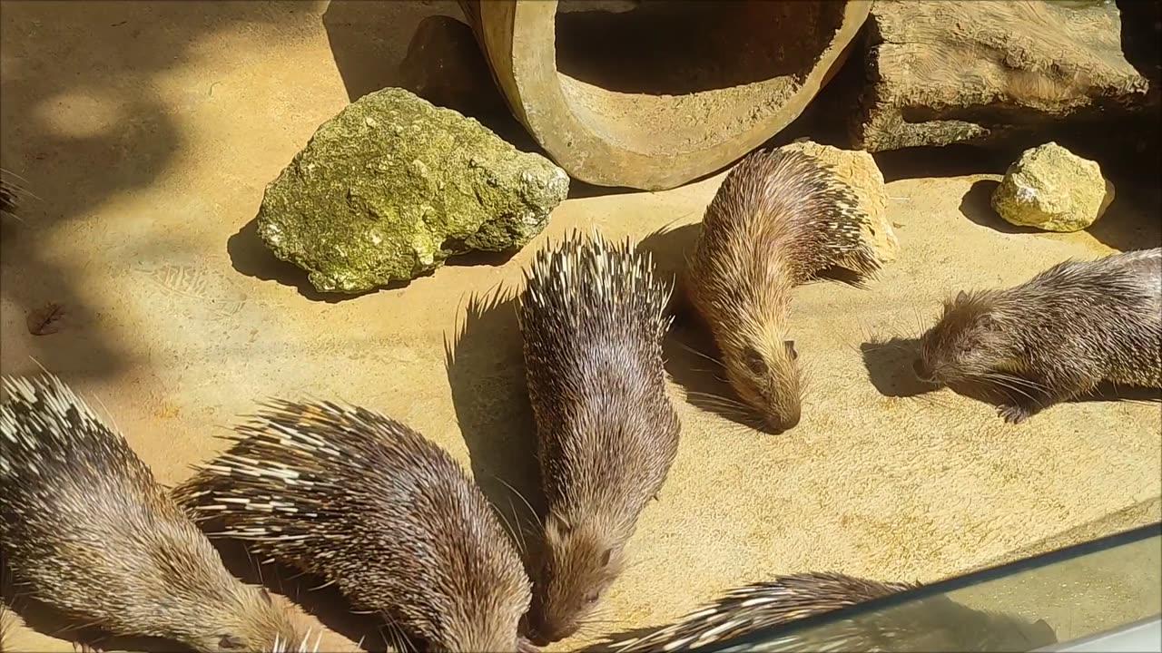 hedgehog animal