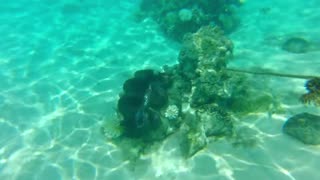 Calm Strings for Reading & Focus