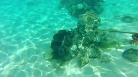 Calm Strings for Reading & Focus