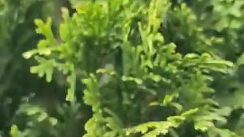 What no more gray hair