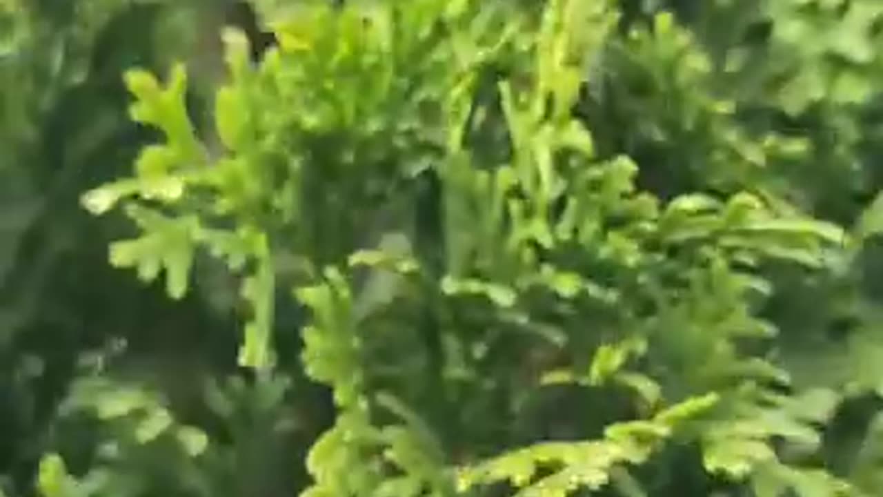 What no more gray hair