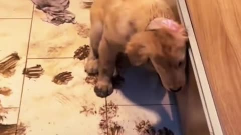 I had to share bc if this isnt owning a #goldenretrieverpuppy idk what is!! 🤣🤣🤣