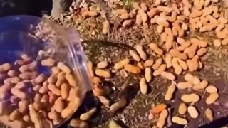 😂🐶 You Won't Believe What This Dog Did! | FunFM