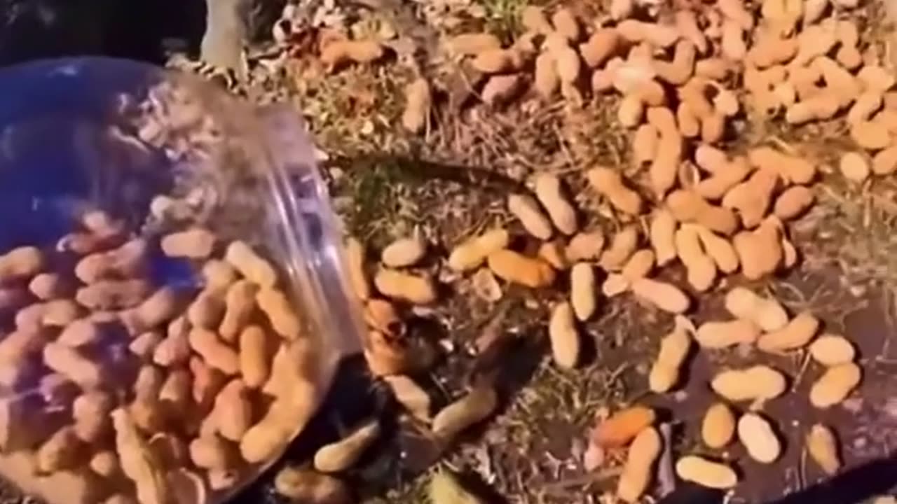 😂🐶 You Won't Believe What This Dog Did! | FunFM