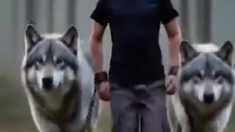 EVERY BOY IS BORN WITH TWO DOGS