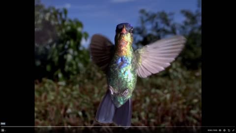 Slow Motion, look at the colors. iridescence of this hummingbird