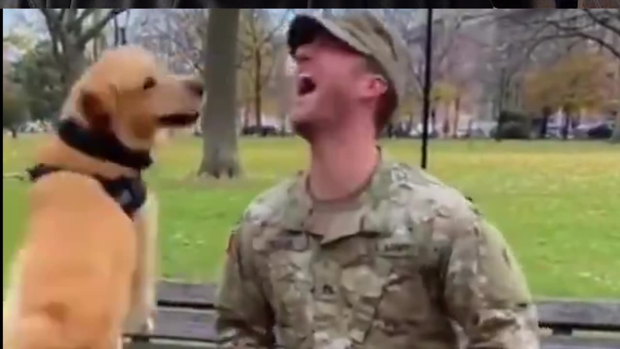Dogs Reuniting With Servicemen
