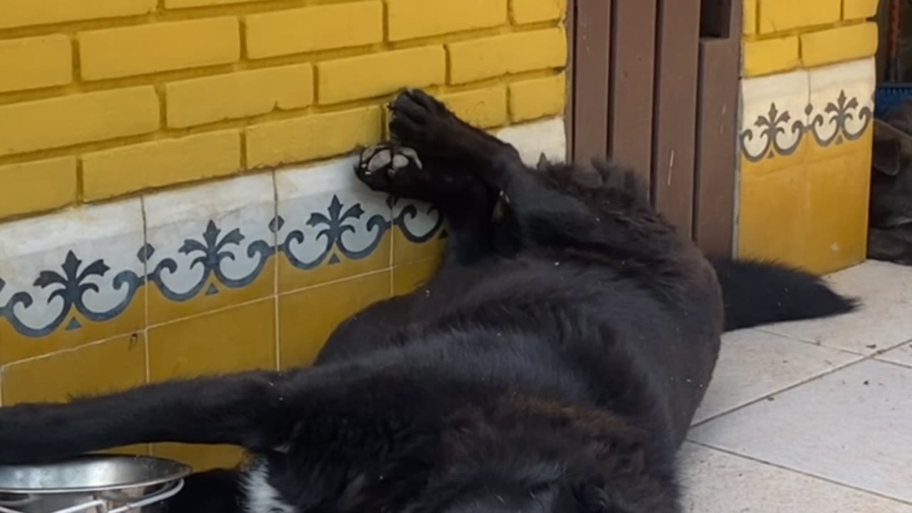 Lazy Dog Eats While Lying Down