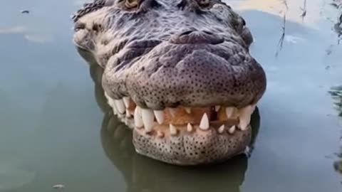 A Baby Otter Lost in a Flood – Part 2 | Hope After the Storm 🦦🌊