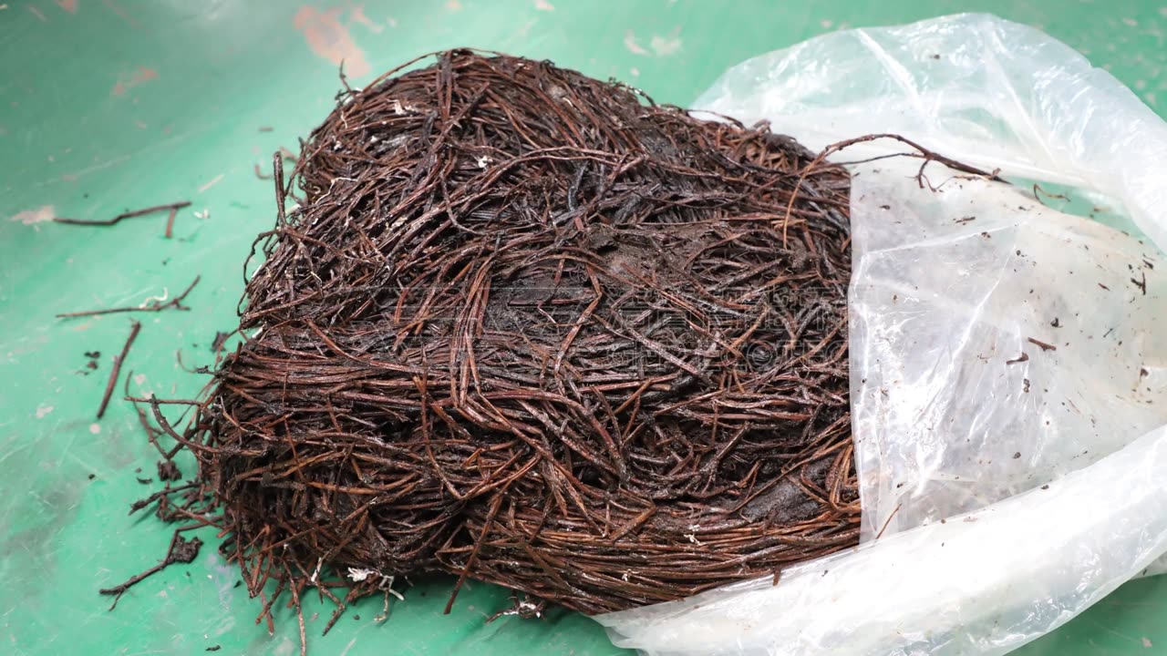 Grass Jelly Processing Made Easy with Double Shaft Shredder!