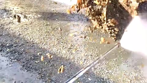 Barnacles- The Mosquitoes of the Ocean! 🐚