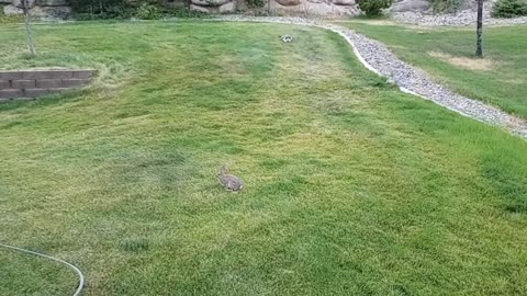 Cat vs. Rabbit