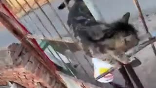😂🐍 You Won't Believe This Kitten's Serpentine Moves! | FunFM