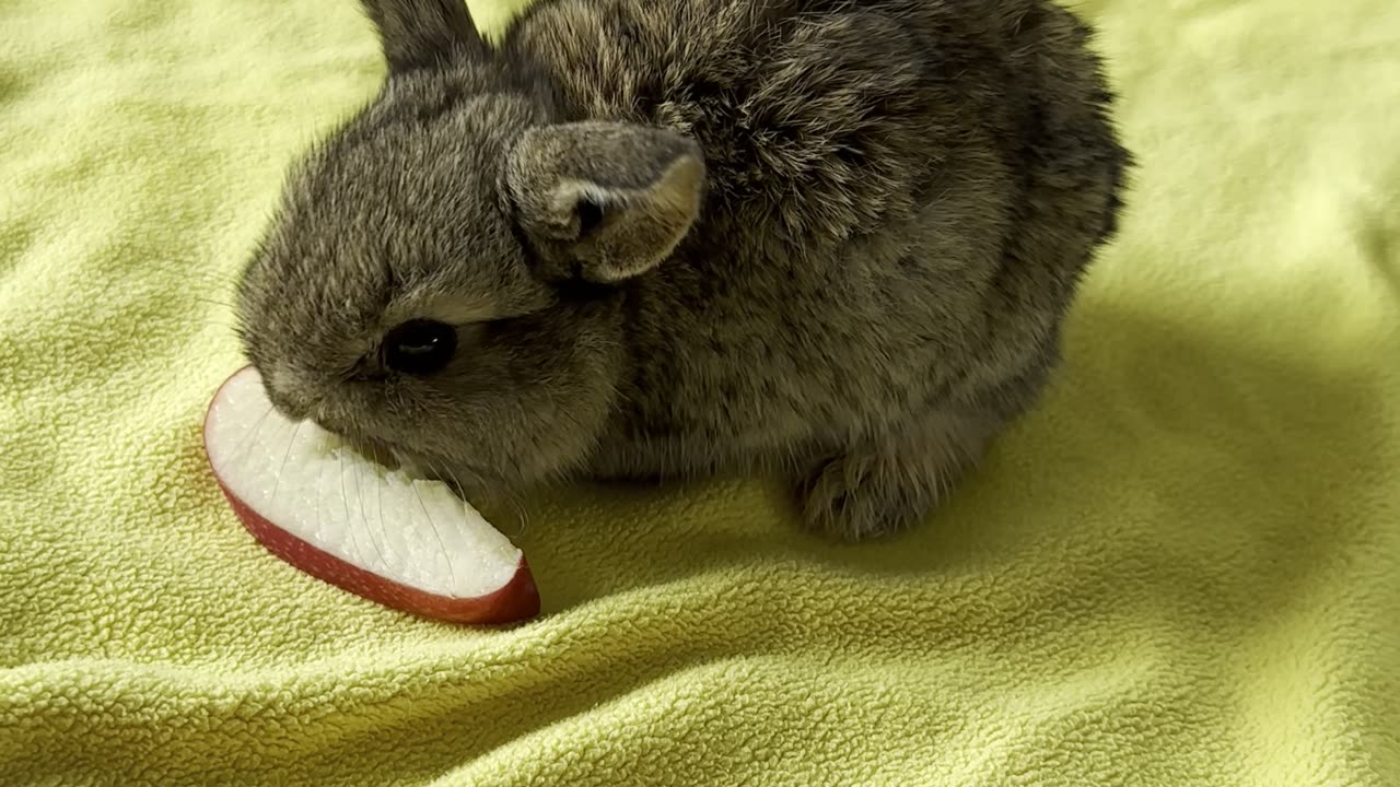 bunny #2