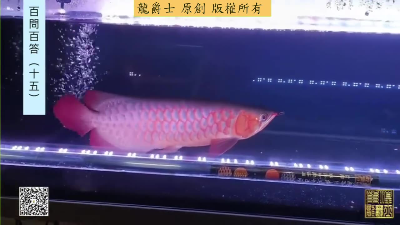 【龍爵士】千問千答 Q157 觀賞魚中毒要大量換水嗎