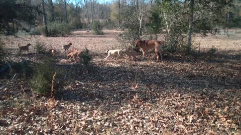 Pasture Minute, and more Sam and pups