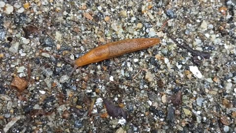 Slug