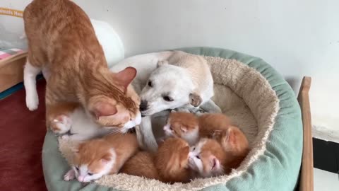 So funny and cute! The kitten tamed the rabbit and the duck, and they became friends.Living in peace