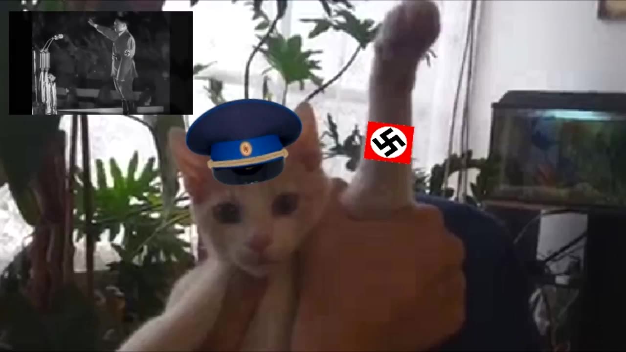 Racist Cat