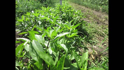 High Vitamin A Thai Basil Sept 2022