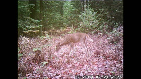3 Deer hanging out in her kitchen.