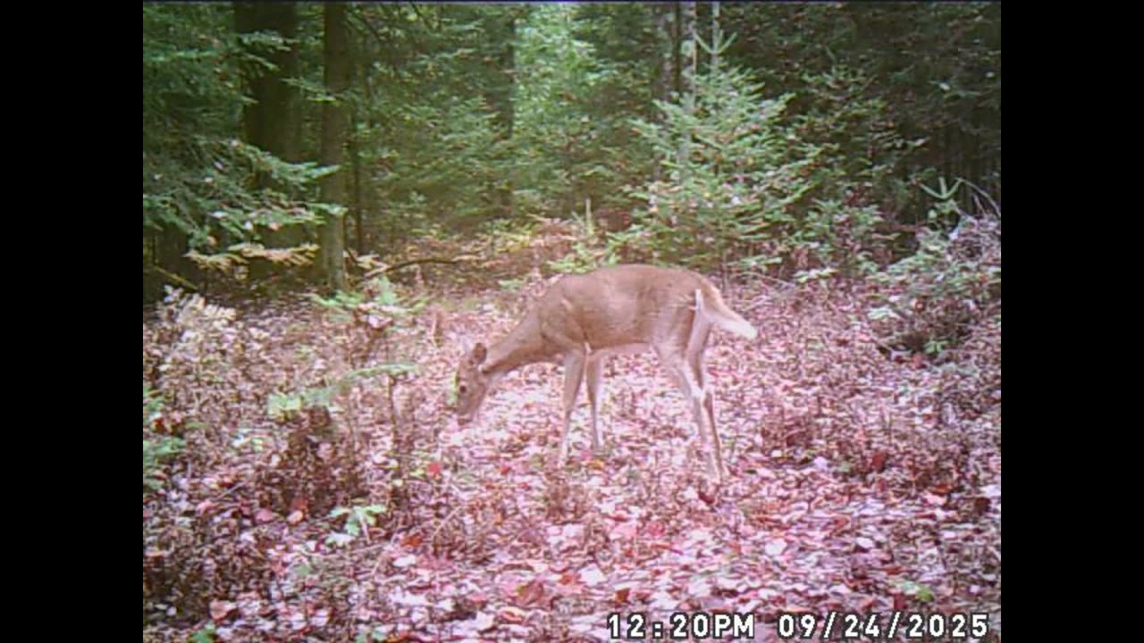 3 Deer hanging out in her kitchen.