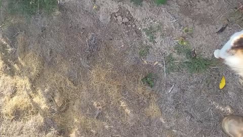 Harvesting Tomatos