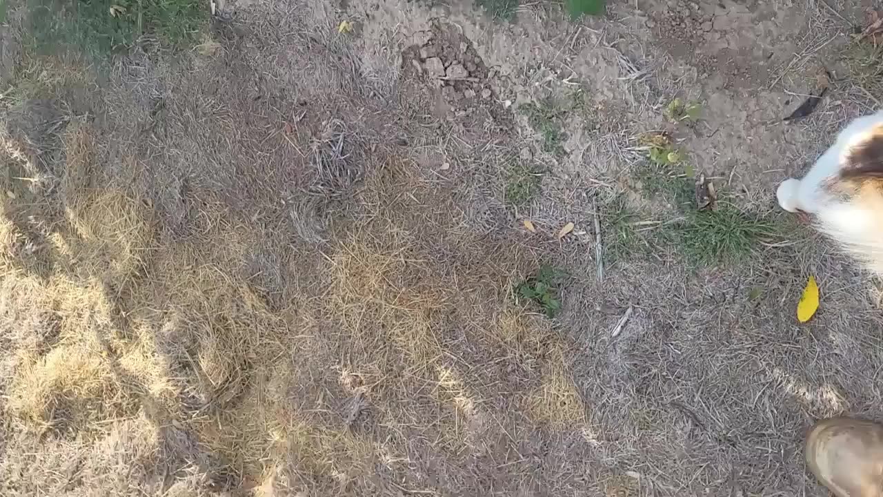 Harvesting Tomatos