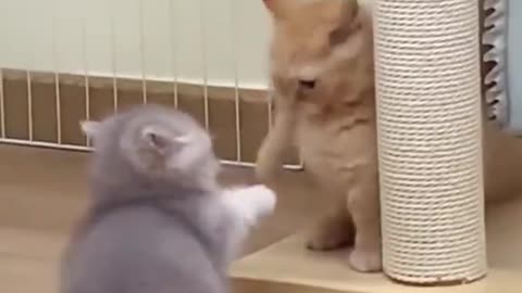 the most brutal cat fight ever 🐱😾