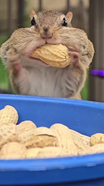Chipmunks are always stuffing their faces with peanuts